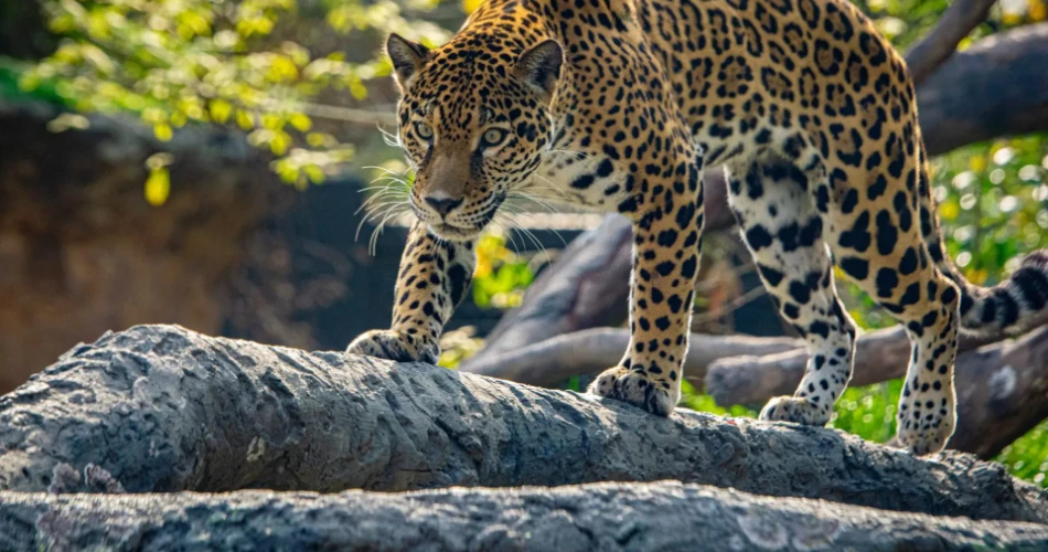 Top 8 Things to Do in Houston with Kids